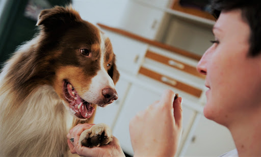 Hundephysiotherapie Krenn | Kehl | Rheinau | Achern | Offenburg- Willstätt unter Willstätt, Baden Württemberg