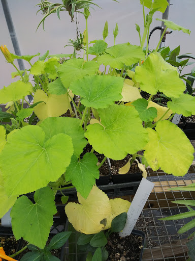 National Forest «Francis Marion National Forest», reviews and photos, 2967 Steed Creek Rd, Huger, SC 29450, USA