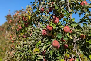 Terhune Orchards Pick Your Own Apple Orchard image