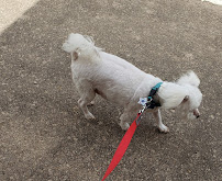 The Dog House - Photo 8 - Car repair in San Angelo, TX, San Angelo