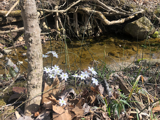 Nature Preserve «Kokiwanee Nature Preserve», reviews and photos, 5825 E 50 S, Lagro, IN 46941, USA