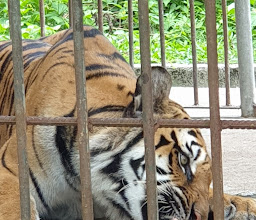 Wildlife Quarantine Center Thailand photo