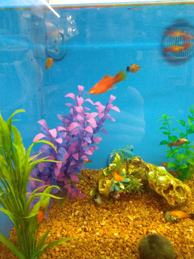 Pet Supply Store «PetSmart», reviews and photos, 4429 Pecanland Mall Dr, Monroe, LA 71203, USA