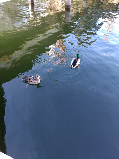 Park «Luther Burbank Park», reviews and photos, 2040 84th Ave SE, Mercer Island, WA 98040, USA