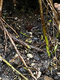 Electromite Termite & Pest Control - Photo 2 - Car repair in Northridge, CA, Los Angeles