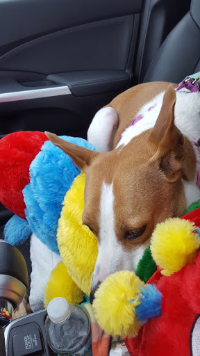 Pet Supply Store «Stately Pet Supply», reviews and photos, 515 S State St, Clarks Summit, PA 18411, USA