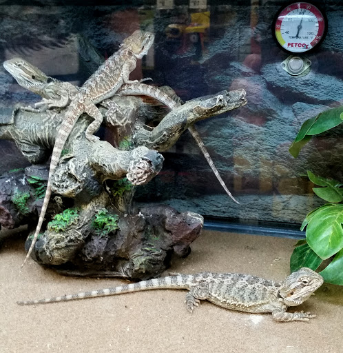 Pet Supply Store «Petco Animal Supplies», reviews and photos, 5120 E Bay Dr, Clearwater, FL 33764, USA