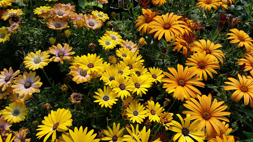 Garden Center «Distinctive Gardens», reviews and photos, 1531 Telegraph Rd, West Chester, PA 19380, USA