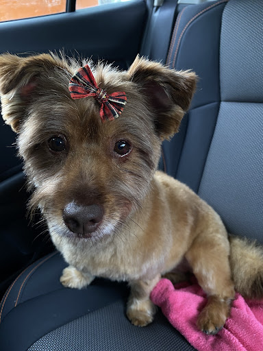 Pet Supply Store «PetSmart», reviews and photos, 4500 Mitchellville Rd, Bowie, MD 20716, USA