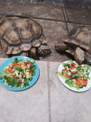 Pet Store «Exotic Tropical Petworld LLC.», reviews and photos, 1716 W Hackberry Ave, McAllen, TX 78501, USA