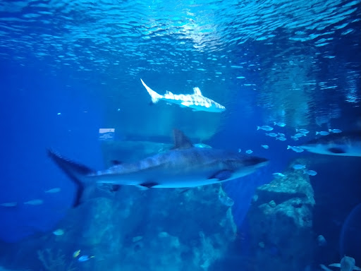 Aquarium «Loveland Living Planet Aquarium», reviews and photos, 12033 Lone Peak Pkwy, Draper, UT 84020, USA