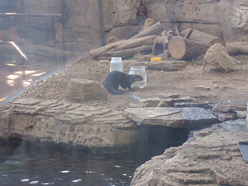 Aquarium «Newport Aquarium», reviews and photos, 1 Aquarium Way, Newport, KY 41071, USA