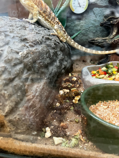 Pet Supply Store «Petco Animal Supplies», reviews and photos, 3452 W Chandler Blvd, Chandler, AZ 85226, USA