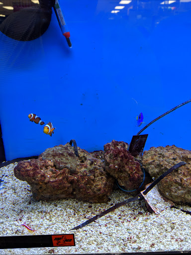 Pet Supply Store «Petco Animal Supplies», reviews and photos, 901 W Indiantown Rd #30, Jupiter, FL 33458, USA