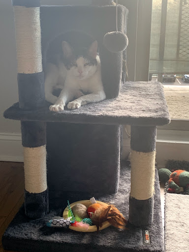 Pet Supply Store «PetSmart», reviews and photos, 220 Commerce Blvd, Fairless Hills, PA 19030, USA