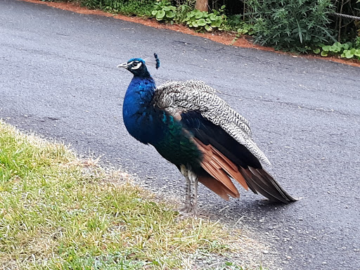 Zoo «Utica Zoo», reviews and photos, 1 Utica Zoo Way, Utica, NY 13501, USA