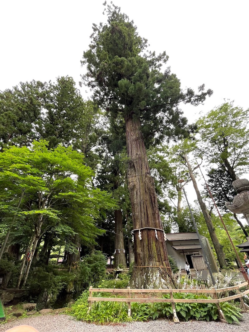 河口浅間神社 杉並木