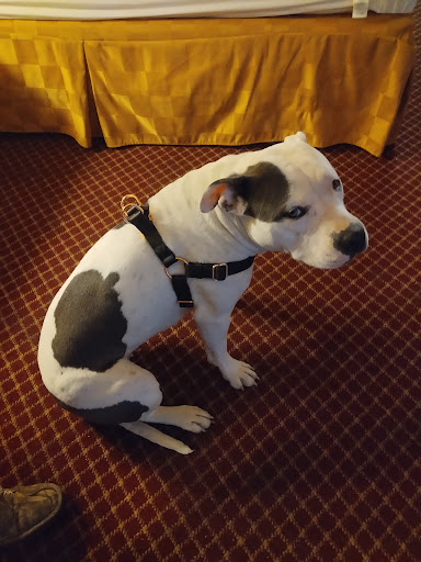 Pet Supply Store «Petco Animal Supplies», reviews and photos, 1520 N Parham Rd, Henrico, VA 23229, USA