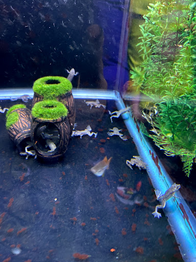 Pet Store «Petland Hoffman», reviews and photos, 11 Golf Center, Hoffman Estates, IL 60169, USA