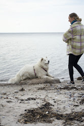 Hundehoved hundetræning