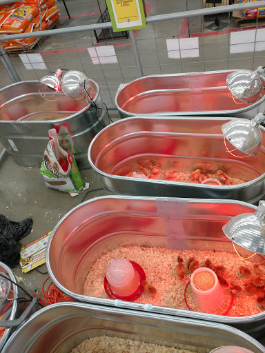 Home Improvement Store «Tractor Supply Co.», reviews and photos, 2101 Bay St STE A, Taunton, MA 02780, USA