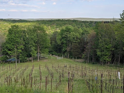 Vineyard «Clearview Vineyard», reviews and photos, 35 Clearview Ln, Warwick, NY 10990, USA