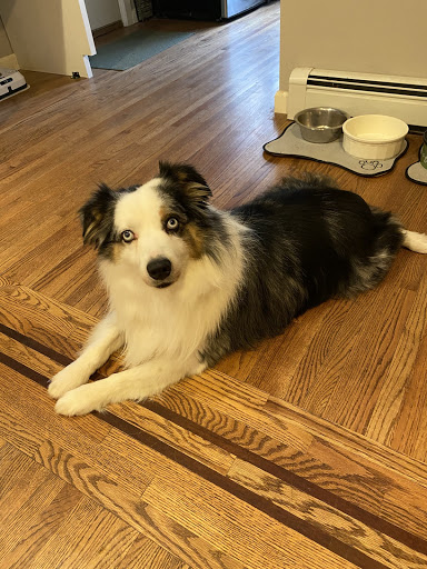 Pet Supply Store «PetSmart», reviews and photos, 2160 Southgate Rd, Colorado Springs, CO 80906, USA