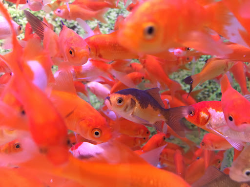 Pet Store «PetSmart», reviews and photos, 1671 S Interstate Hwy 35 #200, New Braunfels, TX 78130, USA