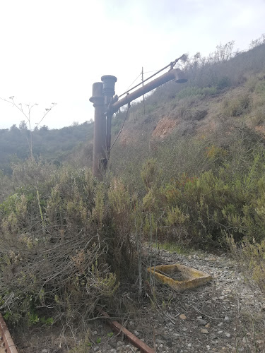 Caballo de agua palos quemados - Zapallar