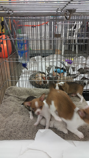Pet Store «Pet World - Auburndale», reviews and photos, 3637 Havendale Blvd, Auburndale, FL 33823, USA
