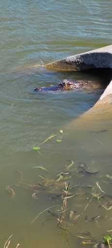 Stadium «Space Coast Stadium», reviews and photos, 5800 Stadium Pkwy, Melbourne, FL 32940, USA