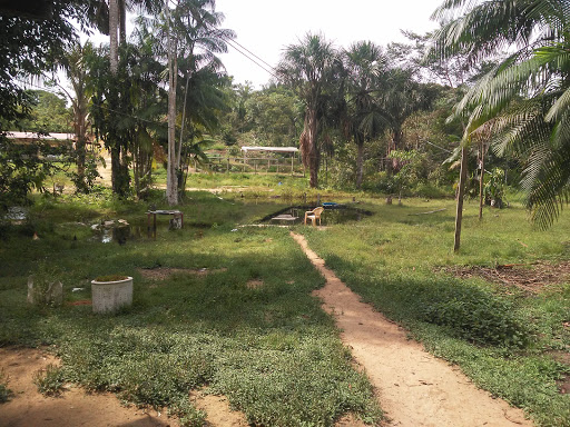 Fazenda de apicultura Manaus