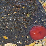 Photo n° 7 de l'avis de Emilien.I fait le 21/08/2019 à 09:28 pour Midicapthau - Balade en bateau 12 passagers - Marseillan plage à Marseillan