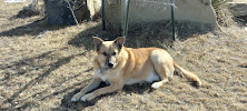 The Dashing Hound - Photo 5 - Car repair in Billings, MT, Billings