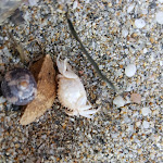 Photo n°1 de l'avis de Alessandro.a fait le 11/05/2019 à 21:37 sur le  Funtana Meiga à Cabras