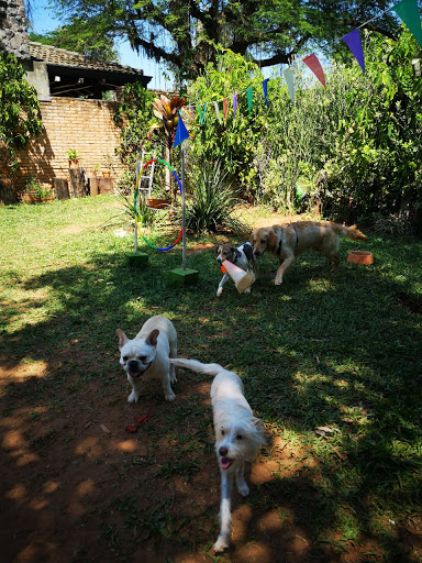 DOG CLUB Parque Canino