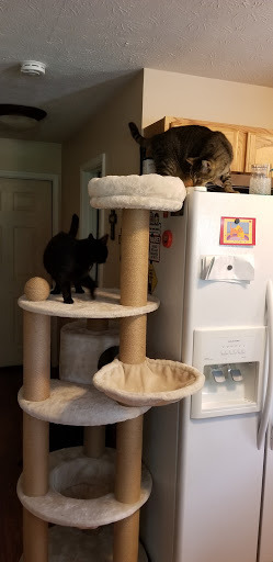 Pet Supply Store «Pet Valu», reviews and photos, 1539 S Pleasant Valley Rd, Winchester, VA 22601, USA