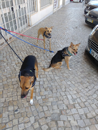 Avaliações doVeterinário da Vila - Castanheira do Ribatejo em Vila Franca de Xira - Veterinário