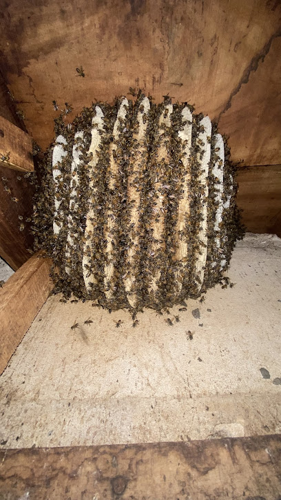 Rescate de abejas Paraguay