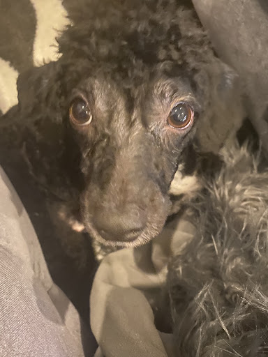 Pet Supply Store «Petco Animal Supplies», reviews and photos, 8700 Preston Rd #105, Plano, TX 75024, USA