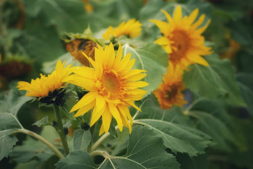 Farm «Manoff Market Gardens», reviews and photos, 3157 Comfort Rd, Solebury, PA 18963, USA