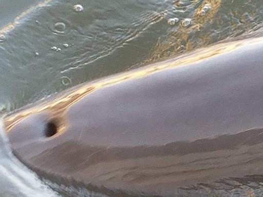 Sightseeing Tour Agency «Treasure Coast Cruises», reviews and photos, 3469 Indian River Dr E, Vero Beach, FL 32963, USA