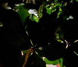 The Green Village Eco Boutique Hotel photo