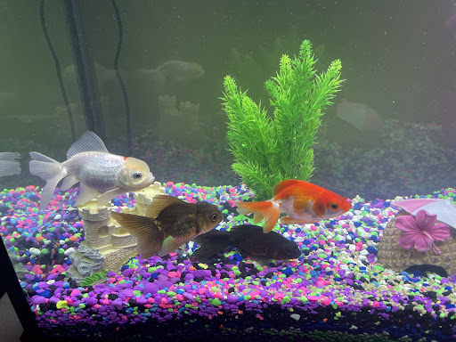 Tropical Fish Store «Nemo Aquarium», reviews and photos, 1560 Indian Trail Rd #106, Norcross, GA 30093, USA