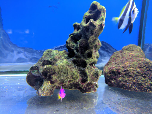 Aquarium «Aquarium World», reviews and photos, 13157 Northwest Fwy, Houston, TX 77040, USA
