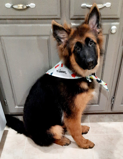 Pet Supply Store «PetSmart», reviews and photos, 1742 E 3rd St, Williamsport, PA 17701, USA