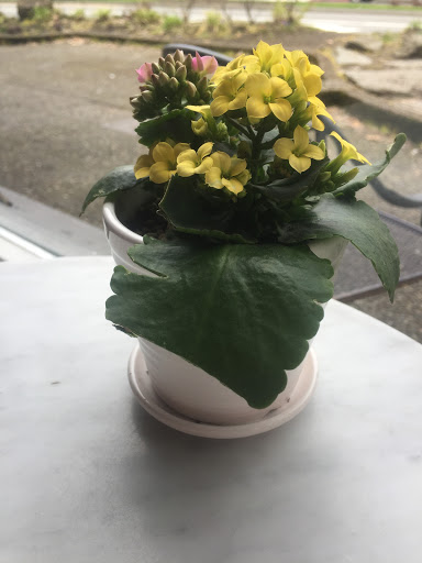 Coffee Shop «Zoka Coffee Roasters and Tea Company», reviews and photos, 129 Central Way, Kirkland, WA 98033, USA