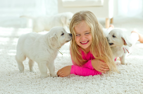 Western Carpet Care - Car repair in , Orange - Rated 5.0/5