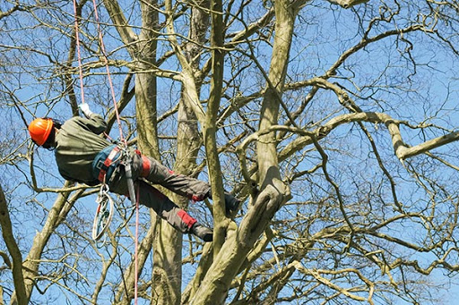 Cardiff Tree Services