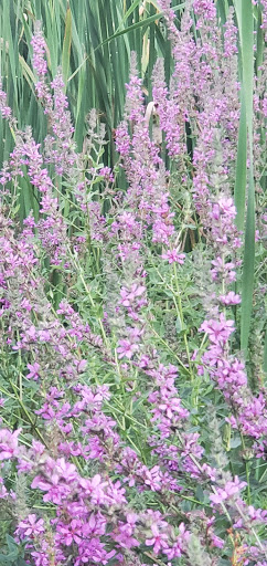 Nature Preserve «Jackson Bog State Nature Preserve», reviews and photos, 7984 Fulton Dr NW, Massillon, OH 44646, USA